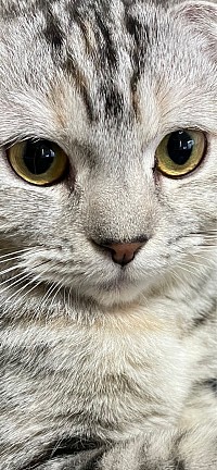 愛猫アビ